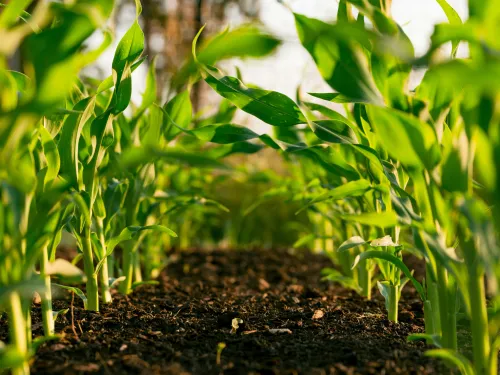agritech xelius